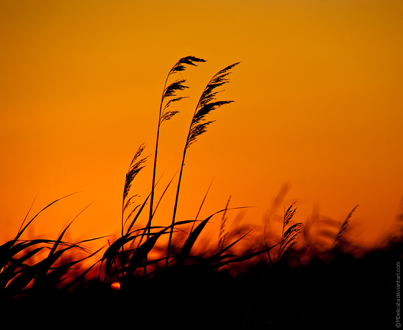 Enjoying the sunset