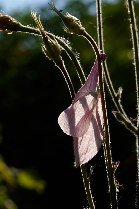 Lost fairy hat