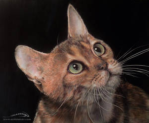 Cat Ballpen Color Pencils