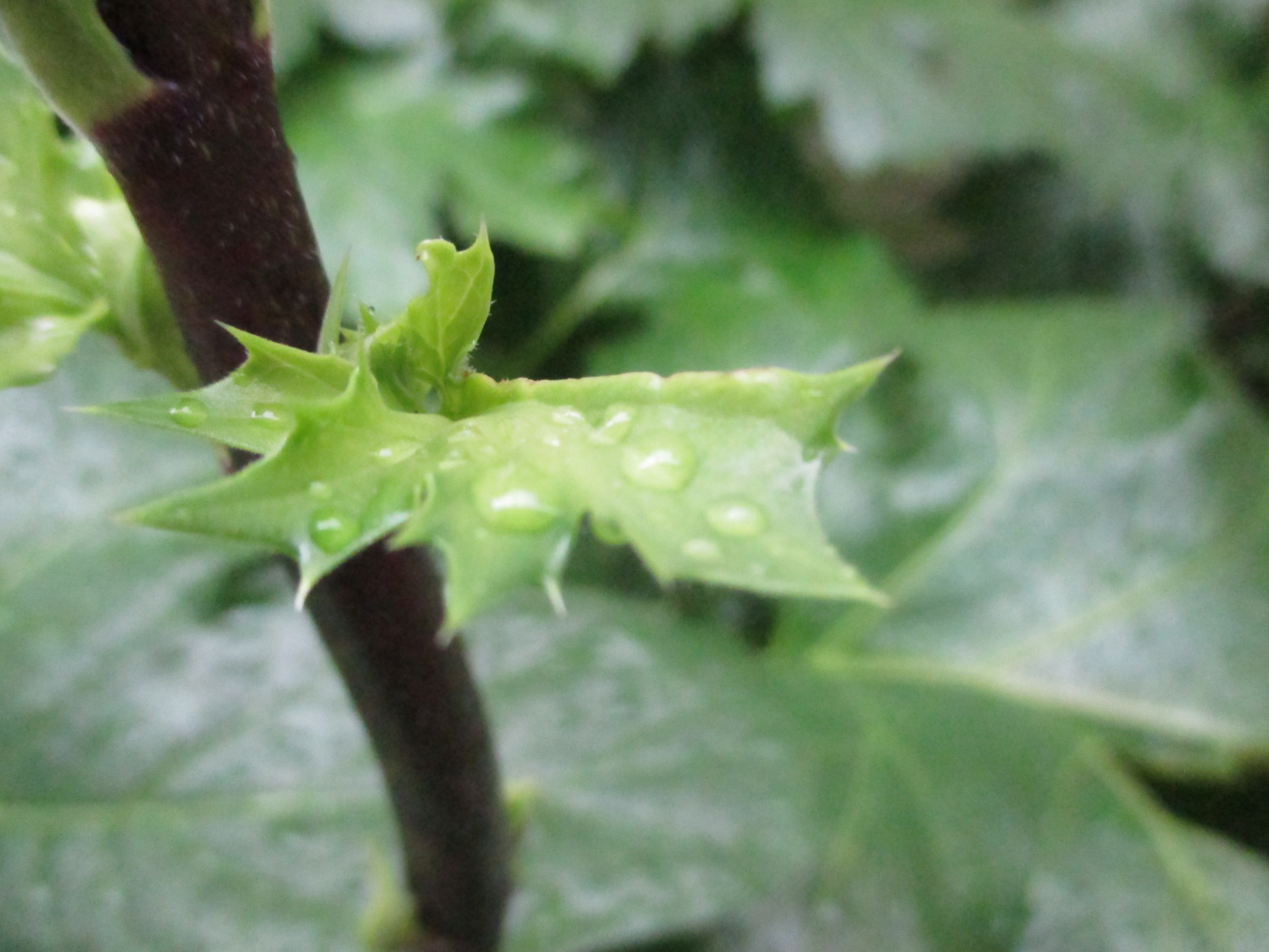 The wet leaf