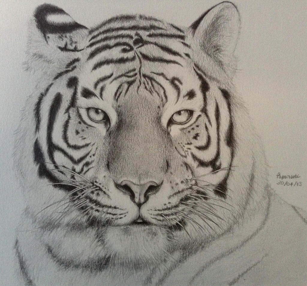 Tiger drawing by paparwii on DeviantArt