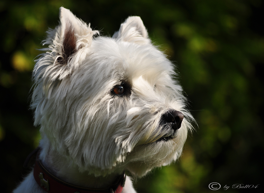 West Highland White Terrier