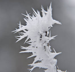 Ice formations on a branch