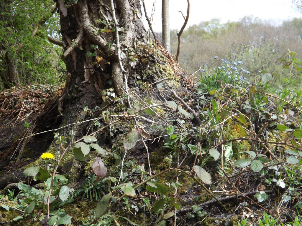 Roots by CheshireSkunk on DeviantArt