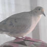 Our local dove