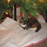 Prissy resting under our tree