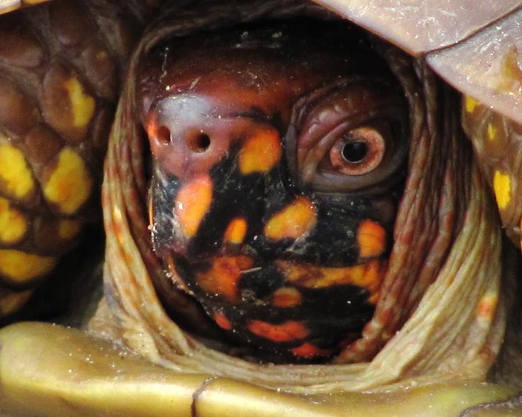 Common Box Turtle