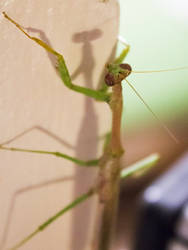 Praying Mantis