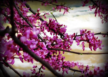 Redbud Tree