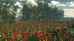 Mallorca poppies by anne1956