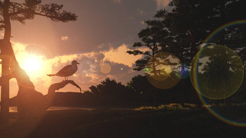 Sunset With Seagull