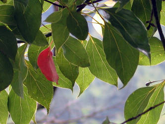 Red leaf