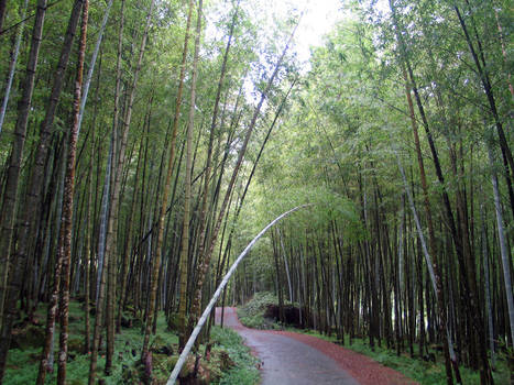 Bamboo lined road