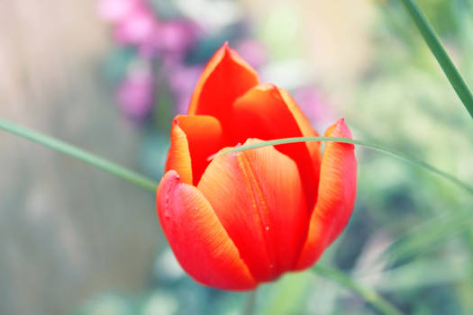 Red Tulip