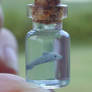 Tiny Dolphin in Bottle 2