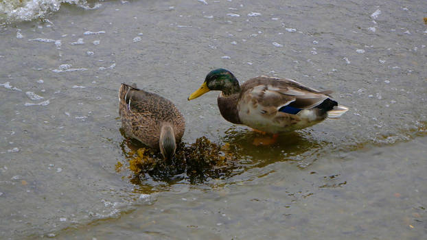 Ducks eating away!