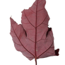 Leaf PNG Stock