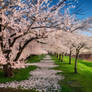 almond blossom