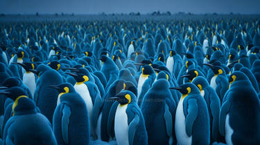 A colony of emperor penguins