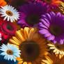 A colorful cascade of gerbera daisies