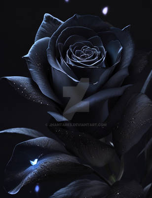 A midnight black rose with a luminescent aura