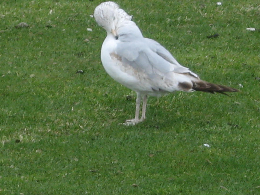 FLUFFEH FEATHERS