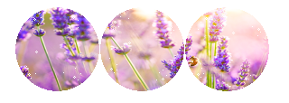 Lavender Divider