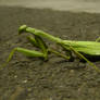 Mantis 2