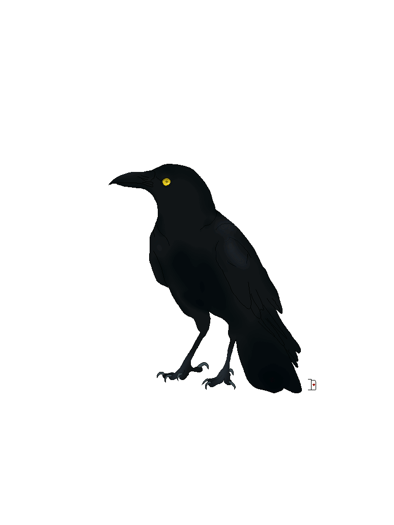 Animated Crow Gif