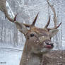 Snow Deer