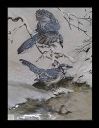 Frolicking Blue Jays