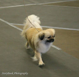 Tibetan Spaniel 4