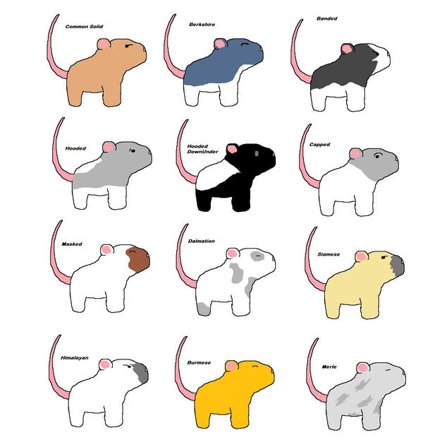 Rat Markings by StealthyRose on DeviantArt