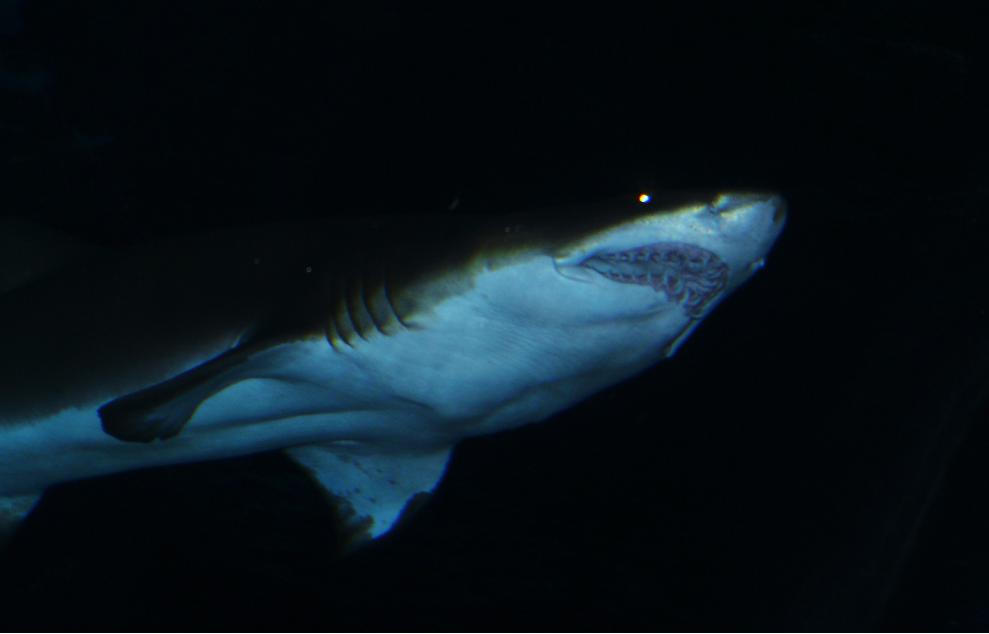 Creepy Shark Loves You By Cookiephantom On Deviantart Creepy Shark Loves You By Cookiephantom