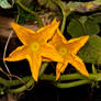 yellow stars