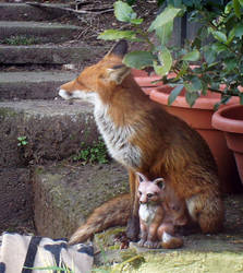 REAL FOX AND PLASTIC FOX