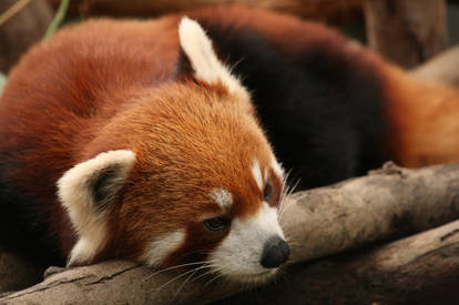 Firefox