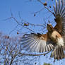 air strike!