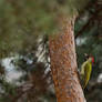 Pic (de pollution?) - Green Woodpecker