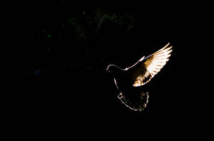 Shadow P by Kriloner Shadow P by Kriloner
