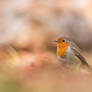 Robin / Rouge gorge