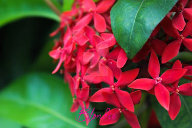 Red flowers