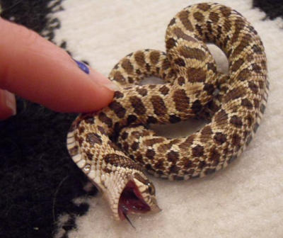 Ticklish perhaps? Read.Desc by KikisConstrictors
