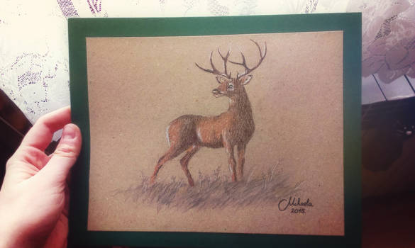 Deer drawing