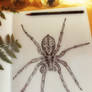 Wolfspider drawing