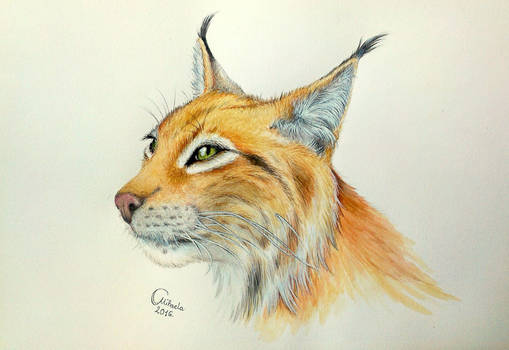 Watercolor lynx