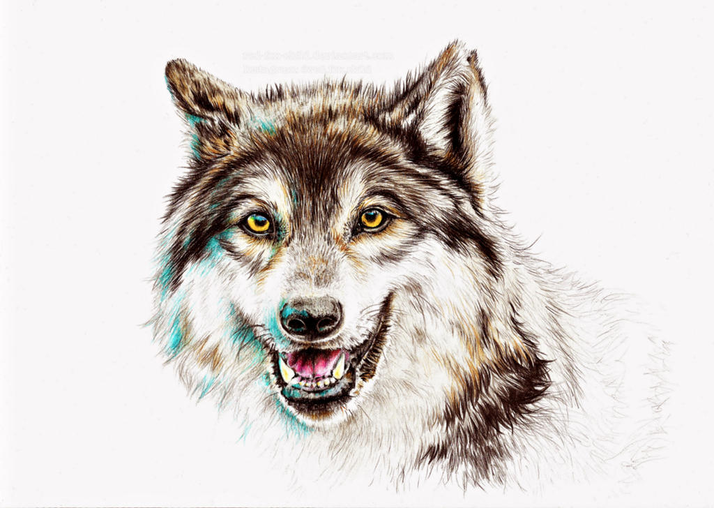Wolf drawing by red-fox-child on DeviantArt