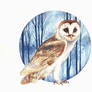 Barn owl, watercolors