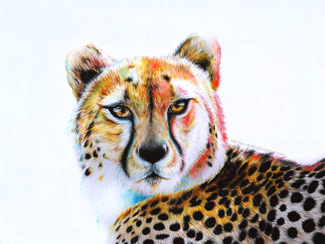 Cheetah pencil drawing