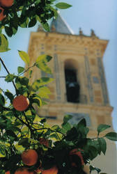 Orange Tree in Seville